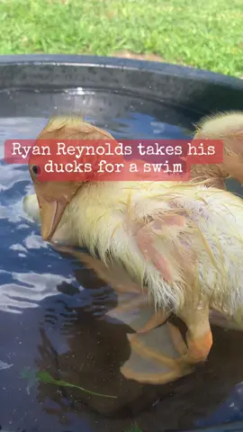 #rryanrenolds #deadpool #hughjackman #fyp #fypシ #celebrityimpressions 