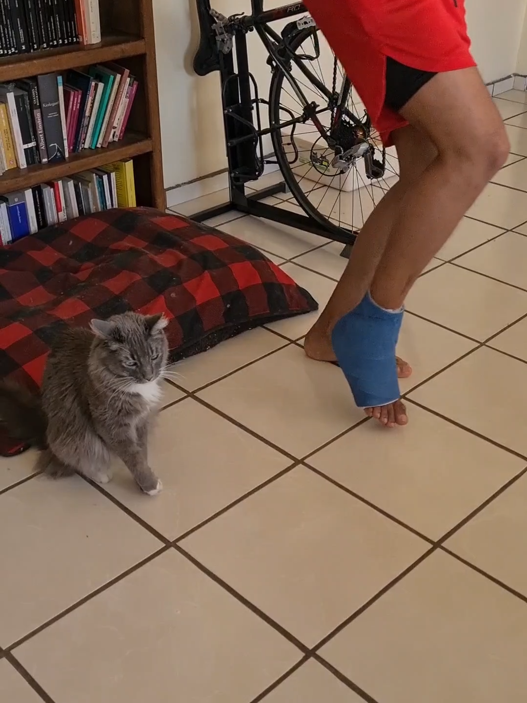 You're mocking me, aren't you? 🐈‍⬛🩼😂 #CopyCat  #Crutches  #Cats  #ViralHog