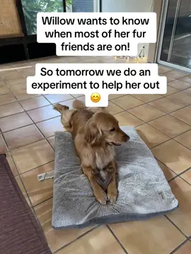 Nothin’ like an old fashioned experiment 👩🏼‍🔬🧪 #fyp #goldenretriever #puppy #dogsoftiktok 