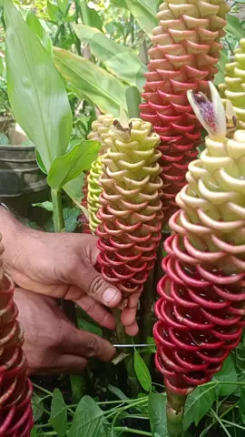 Conoces éste tipo de jengibre 😊🌱🪻#naturaleza #trabajodecampo  #gengibre 