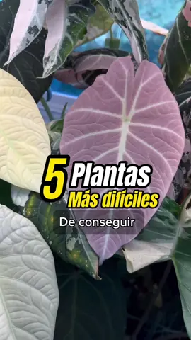 “🌿✨¡Alerta de extravaganza botánica!🌱💥 Top 5 plantas tan raras, que hasta la naturaleza se lo piensa dos veces. ¿Te unes a la caza del tesoro verde? #AventuraEnElJardín #DesafíoBotánico” #vivero #plantas #diseñodeinteriores  #plantasextrañas #plantasdecasa  #cactus #suculentas #jardin #plantasdecorativas  #parati  #SabiasQue #paratiiiiiiiiiiiiiiiiiiiiiiiiiiiiiii #f  #fyp  #foryou 