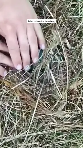 Find a large egg and is determined to hatch it #animals #animalrescue #rescue #animalsoftiktok #fyp 