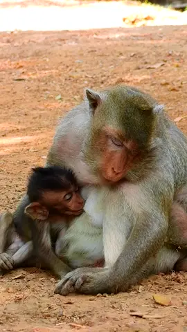 Mother monkey doesn't have strength but she continue breastfeed for baby monkey  #fpyシ #fpy #monkey #babymonkey #cutemonkey #animals #monkeyface #monkeydluffy #viral 