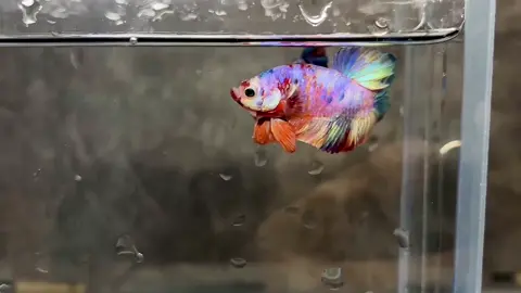 Hoa văn trên chú cá ❤️❤️ kẹo candy  ngọt ngào 🧬🧬#mênuoica👍🇻🇳👍 #TikTokAwardsVN2023 #zalo_em_ở_tiểu_sử 