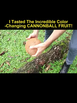 I Tasted The Incredible Color -Changing CANNONBALL FRUIT! #fyp #foryou #color 