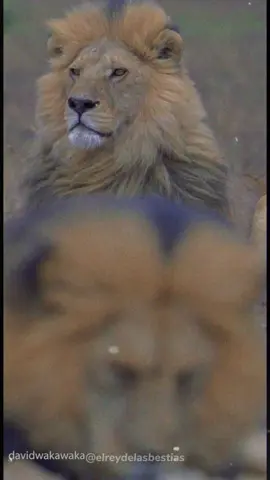 Bob Jr y Marley 👑👑 Hermandad de hierro 🕊🕊  El Serengeti ya no es lo mismo sin ellos.  Parque Nacional Serengeti 🇹🇿 #leon #lion #leones #lions #rey #reydelaselva #kingofthejungle #leao #king #kingofbeasts #reyleon #lionking #warrior #guerrero #legend #Consutu #bobjr #snyggve #tryggve #marley #serengetinationalpark