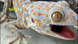 Tiếng tắc kè kêu kêu - hình cảnh tắc kè đẹp bắt tắc kè,tắc kè,nuôi tắc kè,tiếng kêu tắc kè,bán tắc kè,tắc kè kiểng,tắc kè chúa,hình ảnh con tắc kè,hinh anh con tac ke,con tắc kè,tac ke keu,tieng tac ke,con tac ke,tắc kè hoa,tieng tac ke keu,tieng keu tac ke,tacke,tac ke,tiếng kêu tắc kè hoa,tac ke hoa keu,Gekko gekko,sound of tokay gecko,tac ke doi mau,picture tokay gecko,tokay gecko keu,tắc kè bông,gecko,gecko sound,animal sounds,reptile,tuko,toko #dietmoiso1 #dietcontrungso1 #dietmoi #tacke 