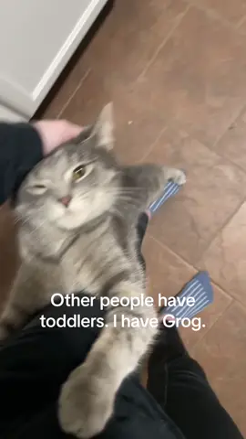 Oh gwog #catsoftiktok 