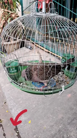 #กรงนกเขาใหญ่ราคาถูก  ต้องขอขอบคุณมากท่านที่กดสั่งซื้อในตะกร้าผมยอดสั่งซื้อตอนนี้ 30 กว่าใบ 🥰