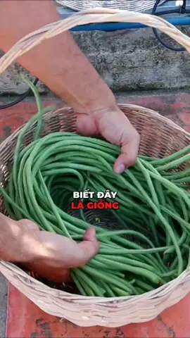 Trồng đậu đũa đơn giản, năng suất, hiệu quả #trongrausach #raucuqua #đậuđũa #hạtgiống #lamvuon #meovat #meovatcuocsong #DIY #hatgiongmattroi #xuhuong 