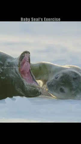 #fyp #tiktok #nature #animals #wildanimals 