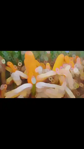 Hasil Benih Jagung NK Garuda #jagung #petanimuda #benihunggul #petaniindonesia🇮🇩🇮🇩🇮🇩🌿🌿 #fypシ #fyp #panen #petani #nkgaruda 