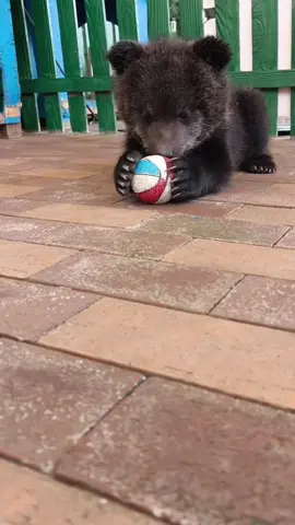 🐻🐻🐻WOW!!! adorable baby  #kitten  #foryou  #fpy  #cute  #bear  #zoo