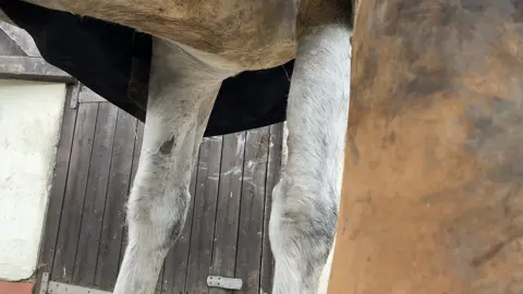 From taking the shoe off to putting it back on.  #forfarriersbyfarriers #fyp #fypシ #viral #oddlysatisfying #equestrian #fypシ゚viral #foryou #farrier #farriersoftiktok #fypage #asmr #asmrsounds #horse 