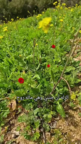 #الشتاء_البرد_اجواء_شتويه #الصمان #الشمال #المستوي #كشته #ربيع #أكسبلور_explorelove🔥_فولو_لااايك 