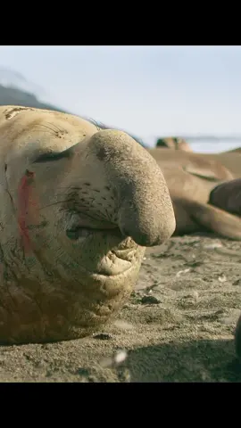 #elephantseal #seal #fyp #animalworlds #amazinganimals #duel 