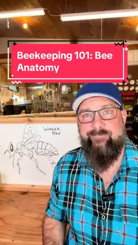 #beekeeping #homestead #farm #selfsufficiency 