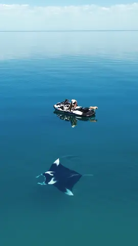 dancing manta ray in the glassy ocean