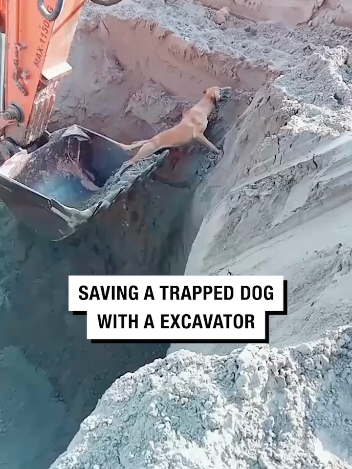 Faith in humanity: Restored 👏 🎥: ViralHog #rescuingadog #animals #dogsoftiktok #unilad #feelgood #foryou