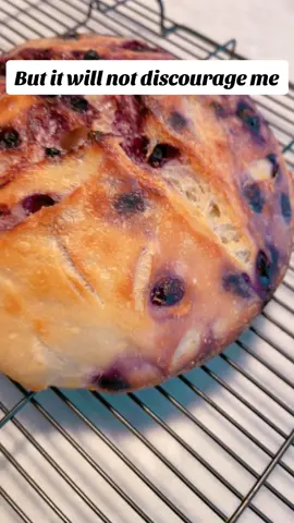 #sourdoughfail #highhydrationdough i#isnotforme #hydration #sourdoughbread #blueberry #tryyourbest #sourdoughclub #sourdoughforbeginners #obsessed #hobby #breadmaking #loveyourself #perfectimperfecions #tastesgood 