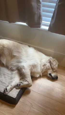 I’m alive, I’m dead #dog #dogsoftiktok #funnydogs #imaliveimdead #goldenretriever #puppy #rigatoni 