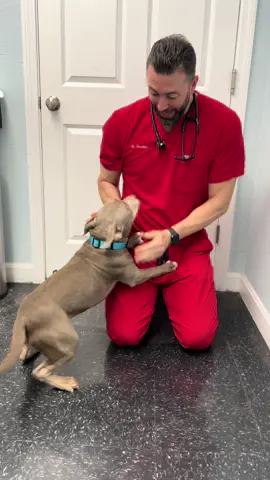 Puppy Play Time! #drtom #veterinarian #veterinariansoftiktok #patienceformypatients #fyp #dog #dogsoftheday #dogsoftiktok #puppy #vetmedlife #vetmed #neponsetanimalhospital #puppiesoftiktok @Clove Shoes 