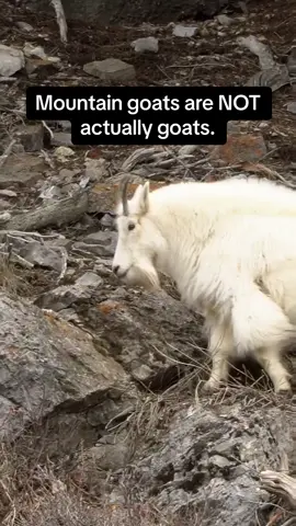 Mountain goats are NOT actually goats. #goat #AnimalFacts #mountaingoat #stem