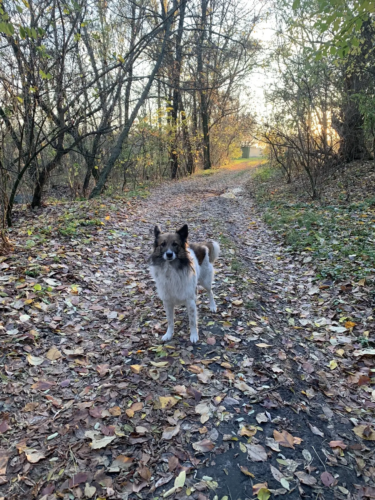 #можноястобой #🐶 #🥺 