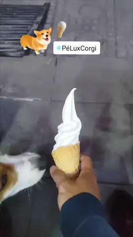 thưởng cho cây kem nhân dịp Shaving Day 😚 #Lux #PeLuxCorgi #Kan #Max #corgi 