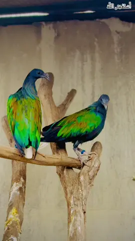 The andaman Nicobar Pigeon in my Birds House The Real beauty of this bird #birds #nicobarpigeon #Videos #foryou #tiktokviral  @Bird's Aviaries 