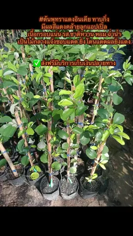 #ต้นพุทราแดงอินเดีย #ต้นสวยตรงปก #ส่งฟรีเก็บปลายทาง #พร้อมปลูก 