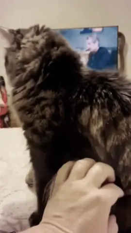 #fyp #PetsOfTikTok #tiktokdogs #tiktokcats #funnydogs #funnycats #funnyvideos #funnypets 