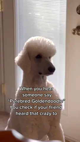 Can the doodle trend just stop already and people finally realize what theyre looking for is actually a poodle with their hair left long 🫠