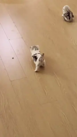 #foryou #cat #catlover #petlover #catfunnyvideos #catsoftiktok #foryoupage #petsupplies #fypシ゚viral 