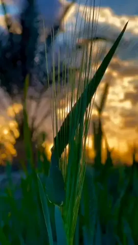 #احمد_الوائلي #الدكتور_احمد_الوائلي #ياخي_شنريد_من_الله_عز_وجل #اكسبلور #لايك_متابعه_اكسبلور #احمد_الوائلي_رحمه_الله #العراق_السعوديه_الاردن_الخليج #بغداد_بصرة_موصل_الكويت_الخليج_دبي_ #tiktok #fyp #الصحه_نعمه_تستحق_الاهتمام 