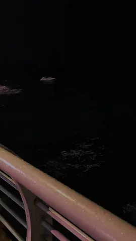 ولا قلبي قد عزابُ 💔🚶🏼‍♂️ #مسلم #CapCut #foryou #explore #mohamed_7assan5 #هواجيس #fyp #fypシ #ترند #تصميمي 