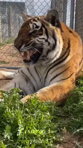 a minute of silliness ★ #Tigers #cute #tiktok #fyp #capcut #edit #silly #silliness #sillytiger #cat #bigcat #cutecat #tigeredit #1minute 