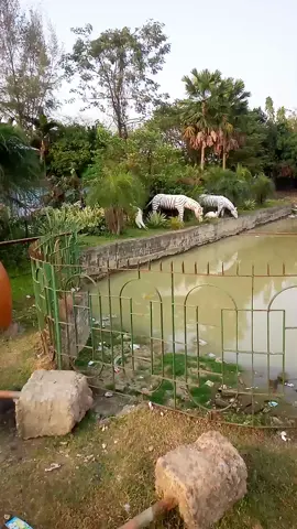 বঙ্গবন্ধু সাফারি পার্ক বাঘের বাজার 