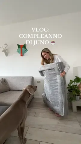 festeggiamo insieme il compleanno di juno con torta e regalo tutto per lei 🎂✨🐶 #compleanno #bday #dog #weimaraner #mydog #birthday #Vlog #vlogdiunagiornata 
