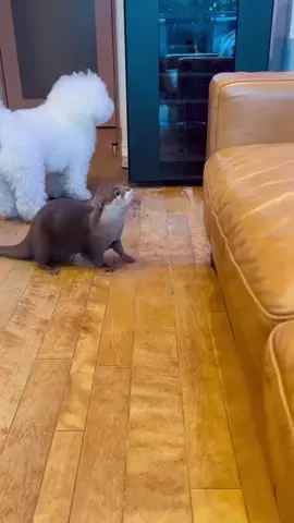 Hello. #Day529 of #otter. How can someone be so cute 🥰? Bye. #ottertok #fy #cute Credit: otter_kinaco