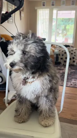 Her face can tell you he just let her finish his lunch…. BUT the way she leans in to his pats 😩😩😭😭❤️❤️ #poodlesoftiktok #blue #bluemerle #poodle #poodles #swolemates 