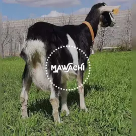 تزاوج فوضوي بين السلالات سيؤدي الى اندثار سلالات الماعز المحلي. #mawachi #newmawachi 