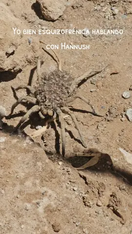 #parati #adamsandler #hannush #humanodelgado #spaceman 