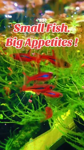 Chili Rasboras having a snack 🥰 #fishtok #nanotank #aquascape #fish #aquarium #fishtanksoftiktok #fishtank #plantedtank #aquahound #foryou #fyp #fypシ 