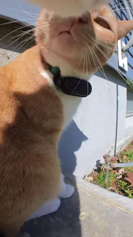 Friends dropping 📣🐈 #fyp #cat #meow 