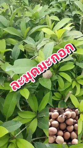 #ละมุดมะกอก @ร้านบ้านต้นไม้ 1 @ร้านบ้านต้นไม้ 1 @ร้านบ้านต้นไม้ 1 