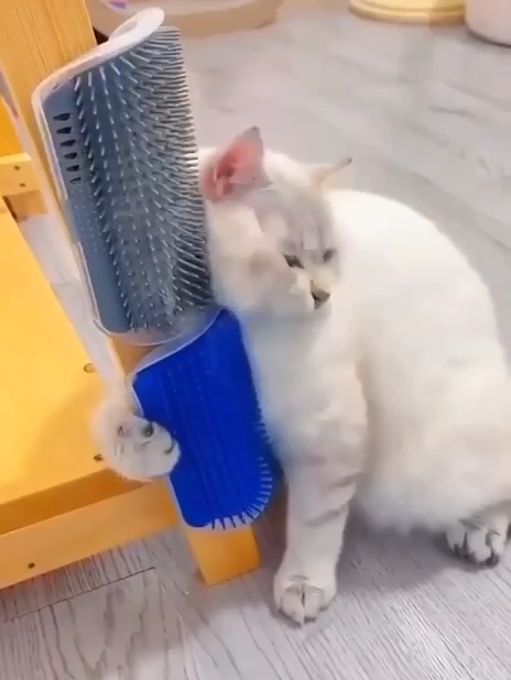 💁🏽‍♀️Me apaixonei por essa Escova Parede para Gatos: tiras os pelos, massageia e também é um coçador!🤓 Seu pet vai amar‍🥰  🧏🏼‍♂️Digite EU QUERO que te envio o link da loja ou segue no instagram que muta novidade nessa semana do consumidor!😉 #escovaparapet #escovadepelosparagatos #escovaparagatinhos #coçadordegato #fly