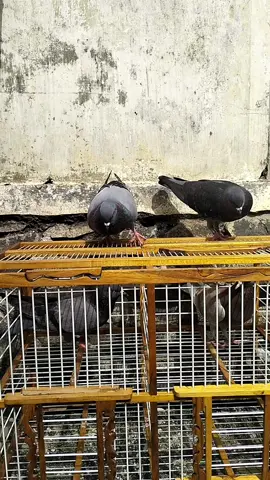 berjemur biar sehat 🔥 #fyypppppppppppppppppp #salam4tiang #merpatikolong #merpatilovers #merpatimeja #merpatiindonesia #foryoupage #merpatikolongbebas 