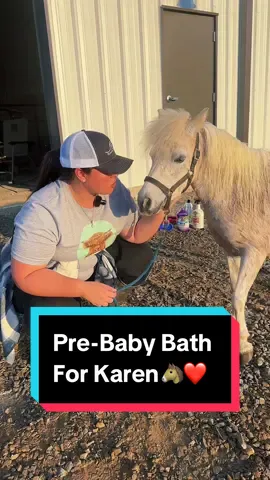 I hope this bath is ✨magical✨ and brings us a mini baby!!! Check out the Schneider’s InstaHot by going to the link in my bio! The link does give me a small commission, just to be transparent! ALSO, check out the SSTack Giveaway going on on my FB page! #horsegrooming #horsebath #minimare #minihorsesoftiktok #minihorse  