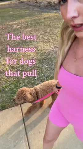 This will make for elite walking doggies, link in storefront #gemmathegoldendoodle #nopullharness #dogleash #DogTraining #amazondogfinds 